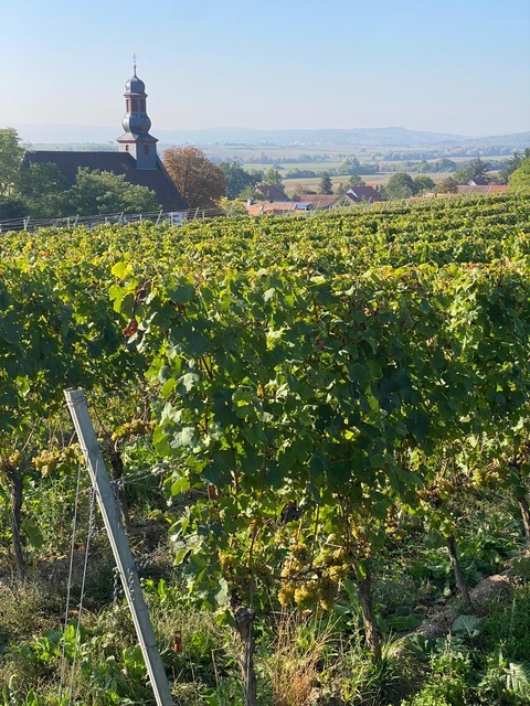 Battenfeld Spanier Riesling Kirchenstück GG 2022 BIO