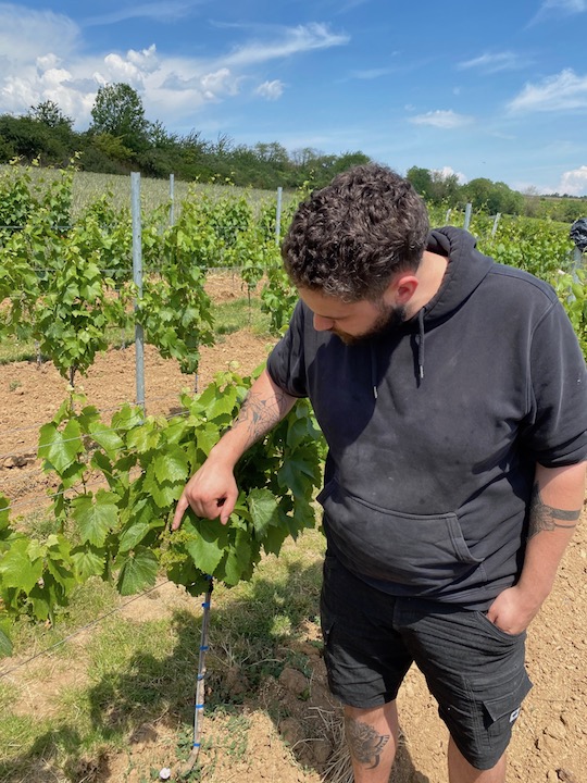 Weinberg Weingut Metzger