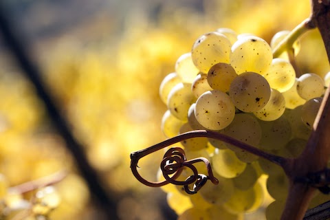 Dönnhoff Niederhäuser Klamm Riesling Kabinett 2021