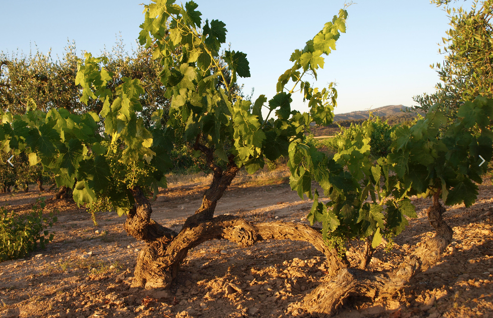 Succés Vinicola