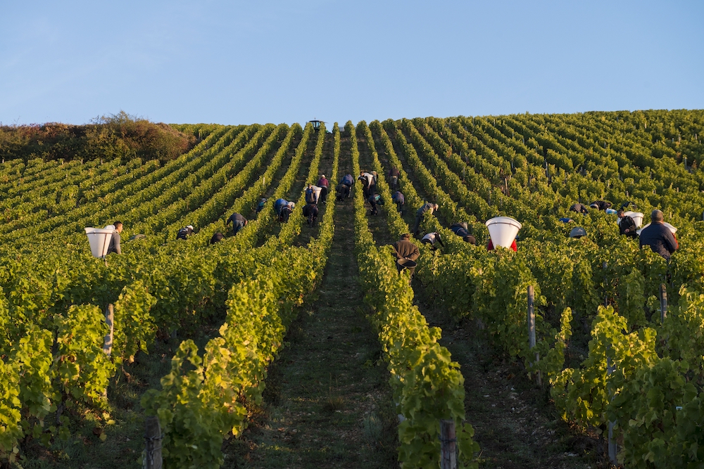Henri Bourgeois Petit Bourgeois Sauvignon Blanc