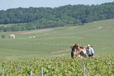 Marguet Les Bermonts 2020 Grand Cru Brut Nature BIO