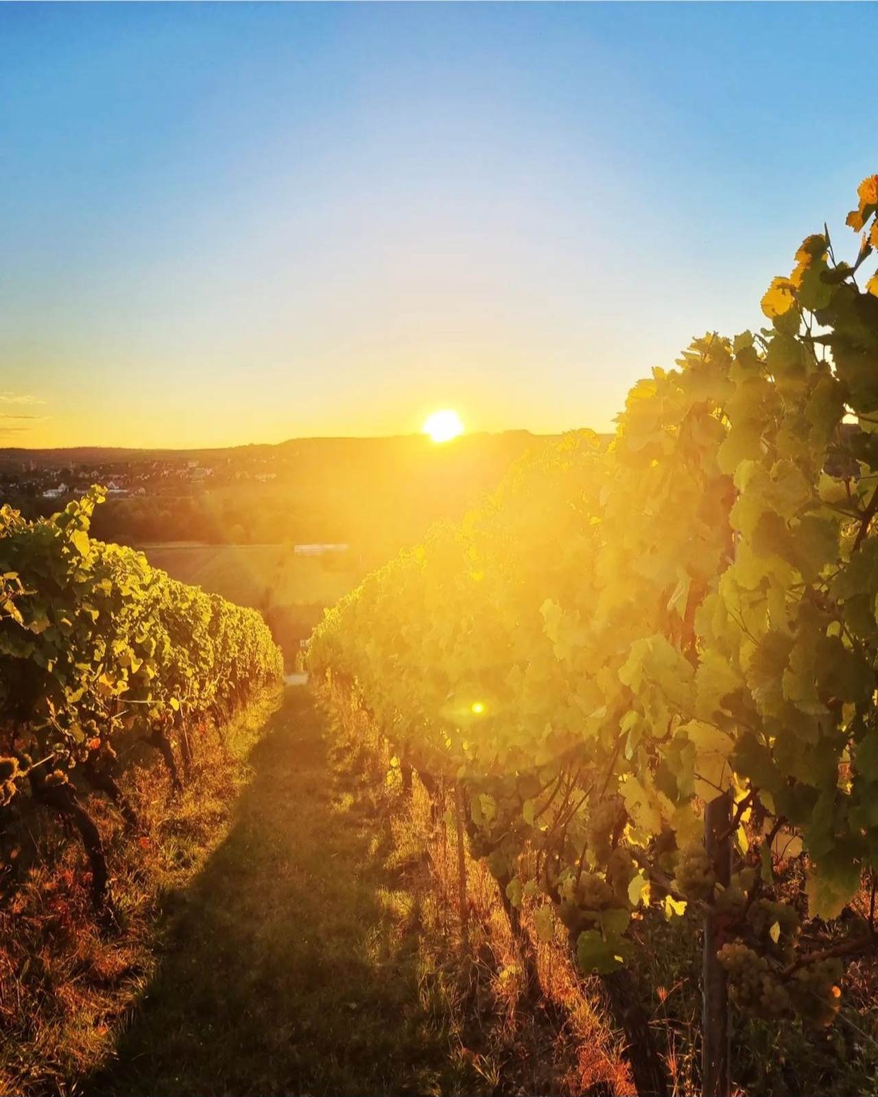 Christian Ottenbreit Pinot Noir Sieben Hügel