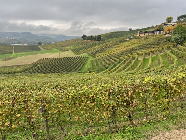 Massolino Nebbiolo 2022