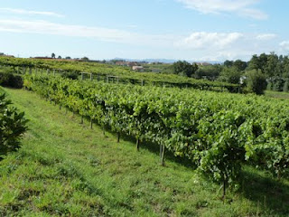 Zarate-El-Palomar-Albarino-2.jpg