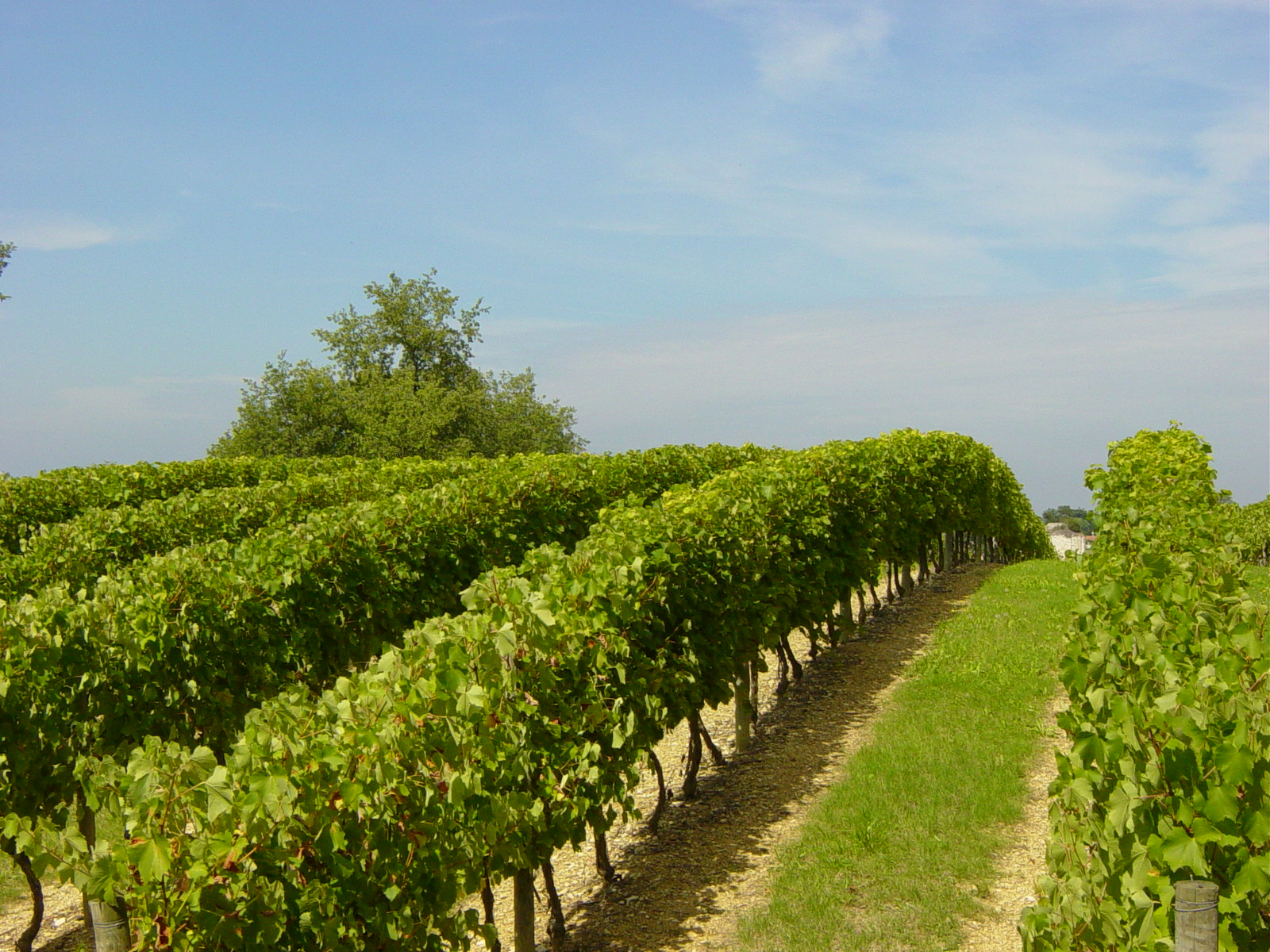 Domaine-Saint-Lannes-ros-1.jpg