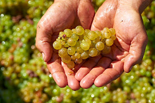 Van-Volxem-Altenberg-Riesling-Auslese-2.jpg