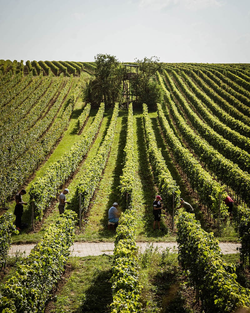 Weinreich Bechtheim Riesling trocken BIO