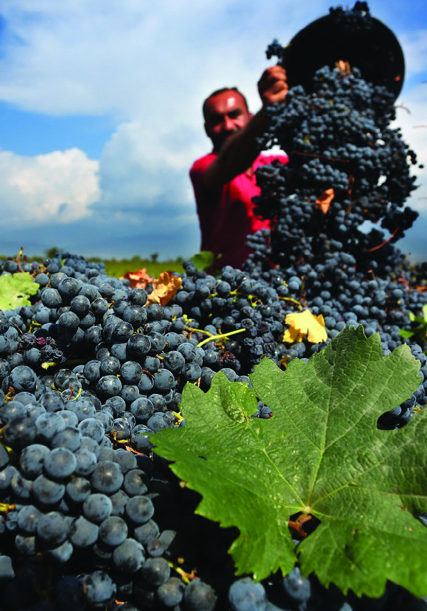 Baia's Wine Tsolikouri 2023
