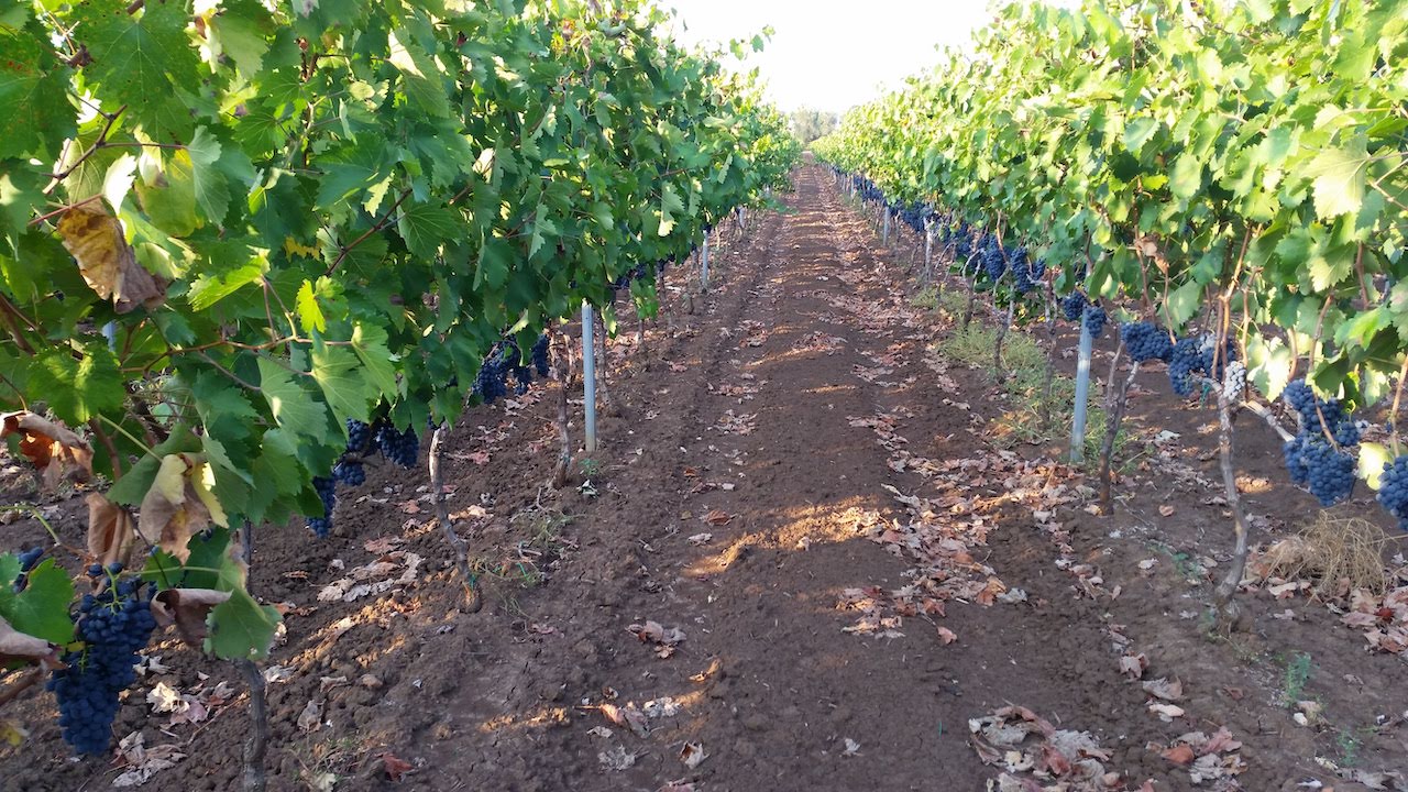 San Donaci Duca del Salento Salice Salentino Riserva