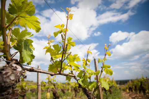 Joblot Givry Mademoiselle blanc 1er Cru 2022