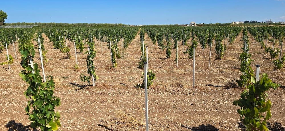 Angiuli Donato Primitivo Adelphos Gioia del Colle