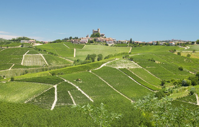 Massolino Barbera d' Alba 2023