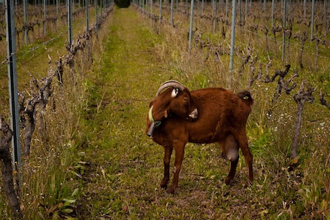 Forlong Burbuja PetNat Blanco 2021 BIO