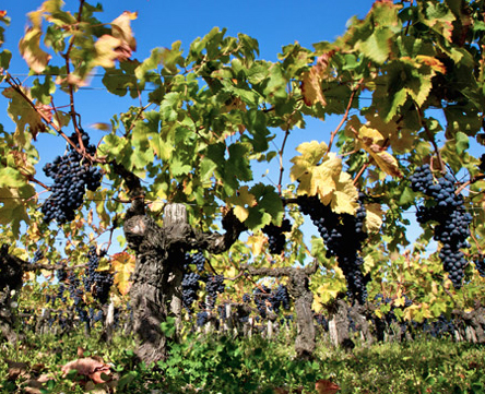 Château Pontet-Canet Paulliac 2010