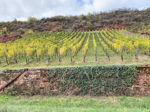 Kühling-Gillot Pettenthal Riesling Großes Gewächs 2020 BIO