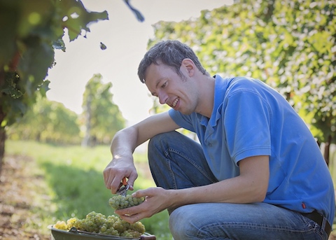 Seehof Riesling Ortswein vom Kalkstein 2024