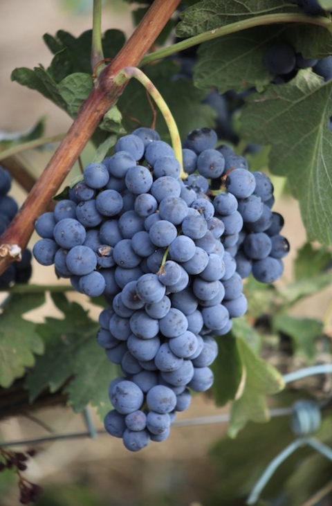 Juan Manuel Burgos AVAN 3er Terroir Paket