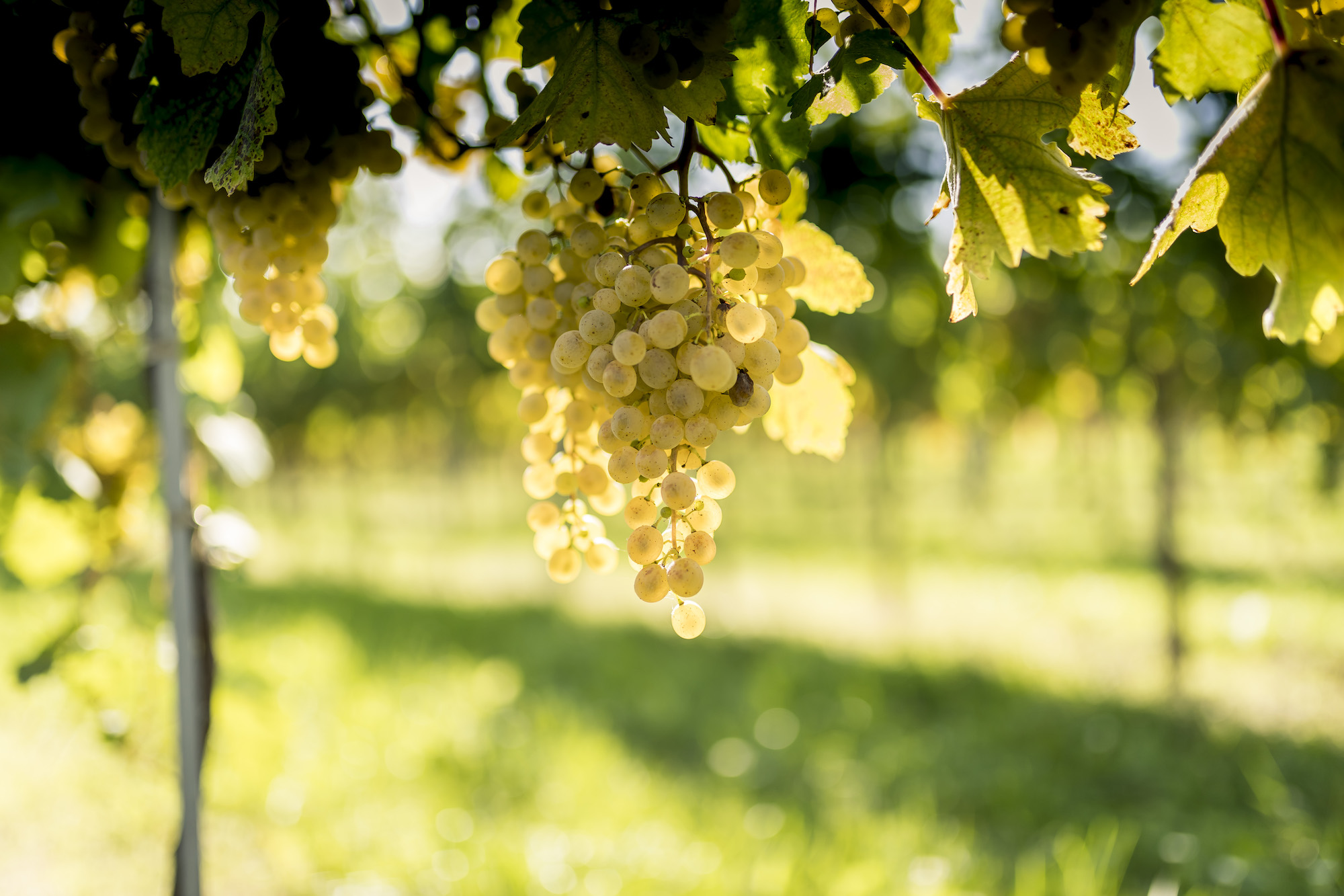 Sauvignon Blanc