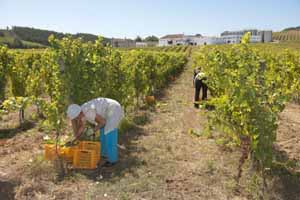 Weinernte.