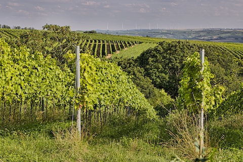 Baum-Barth Frühburgunder-R- 2022