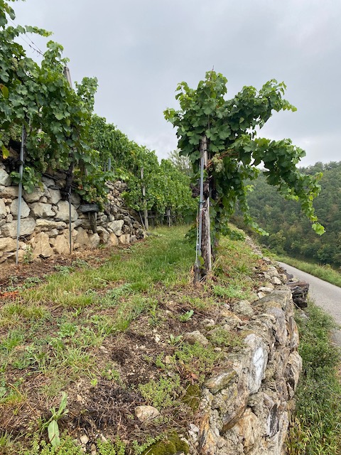 Pichler-Krutzler Grüner Veltliner Rothenhof Alte Reben 2021