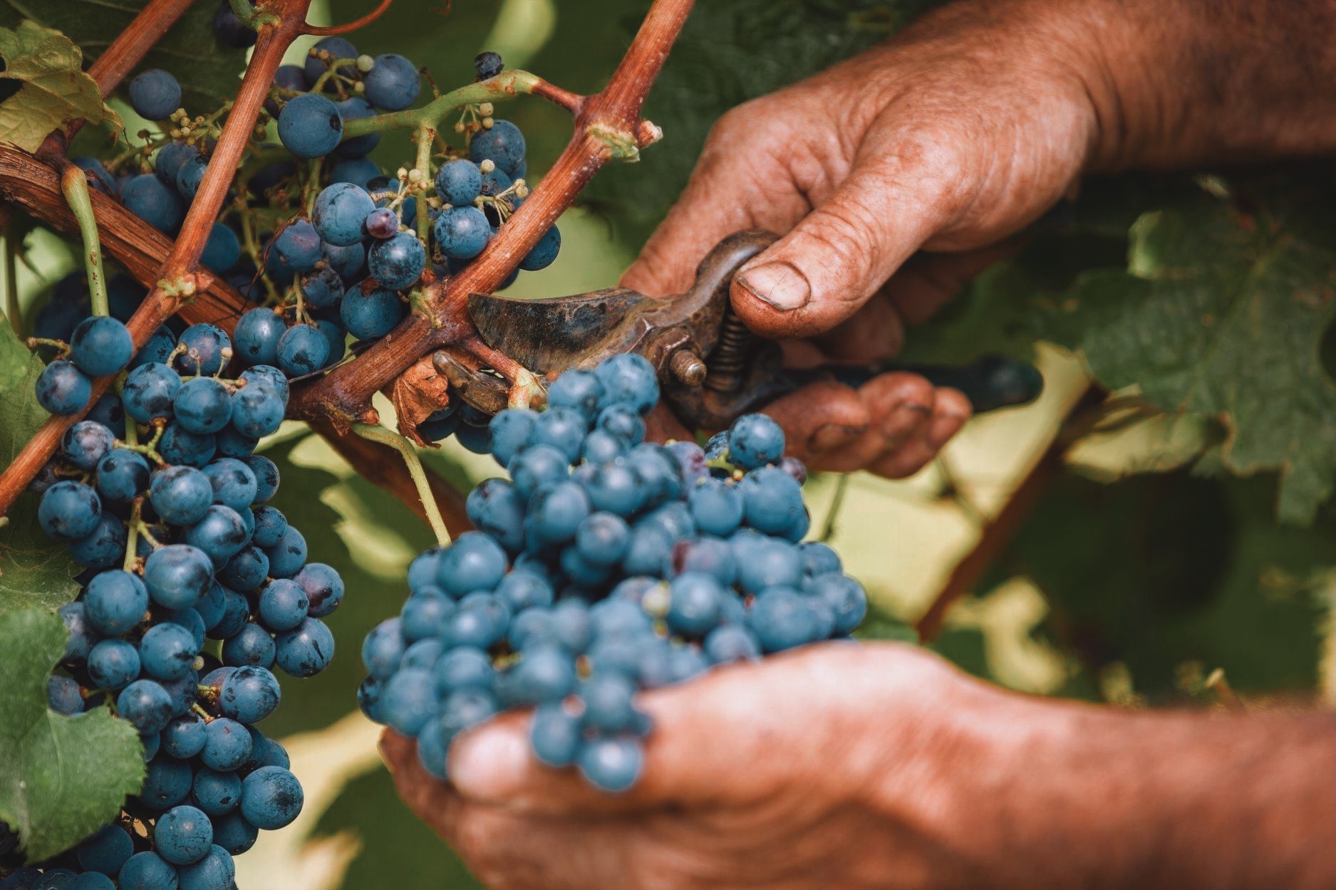 Baia's Wine Tsolikouri 2023
