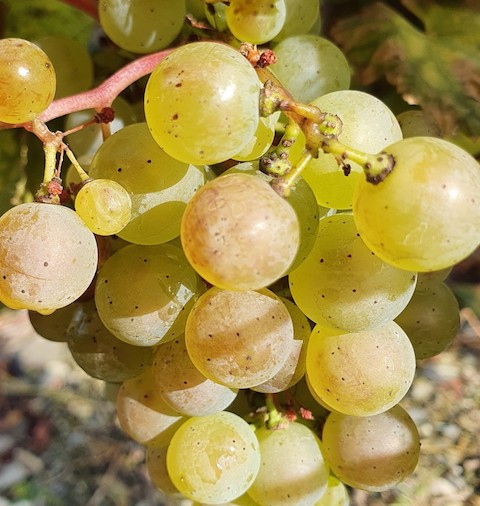 Willi Schäfer Graacher Domprobst Riesling Kabinett 2023 #03