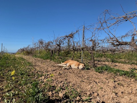 Forlong Burbuja PetNat Blanco 2021 BIO