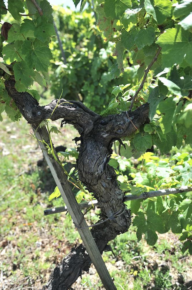 Kompassus Baga Reserva 2020 tinto