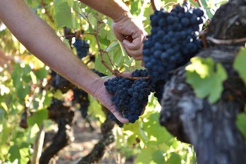 Kompassus Baga Reserva 2020 tinto