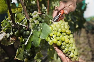 Weiss Simod Cabernet Sauvignon Zweigelt