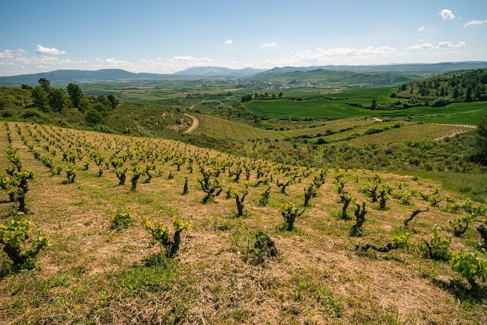Bodega Inurrieta