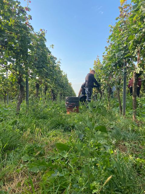 Weingut Andres Blanc de Noir BIO