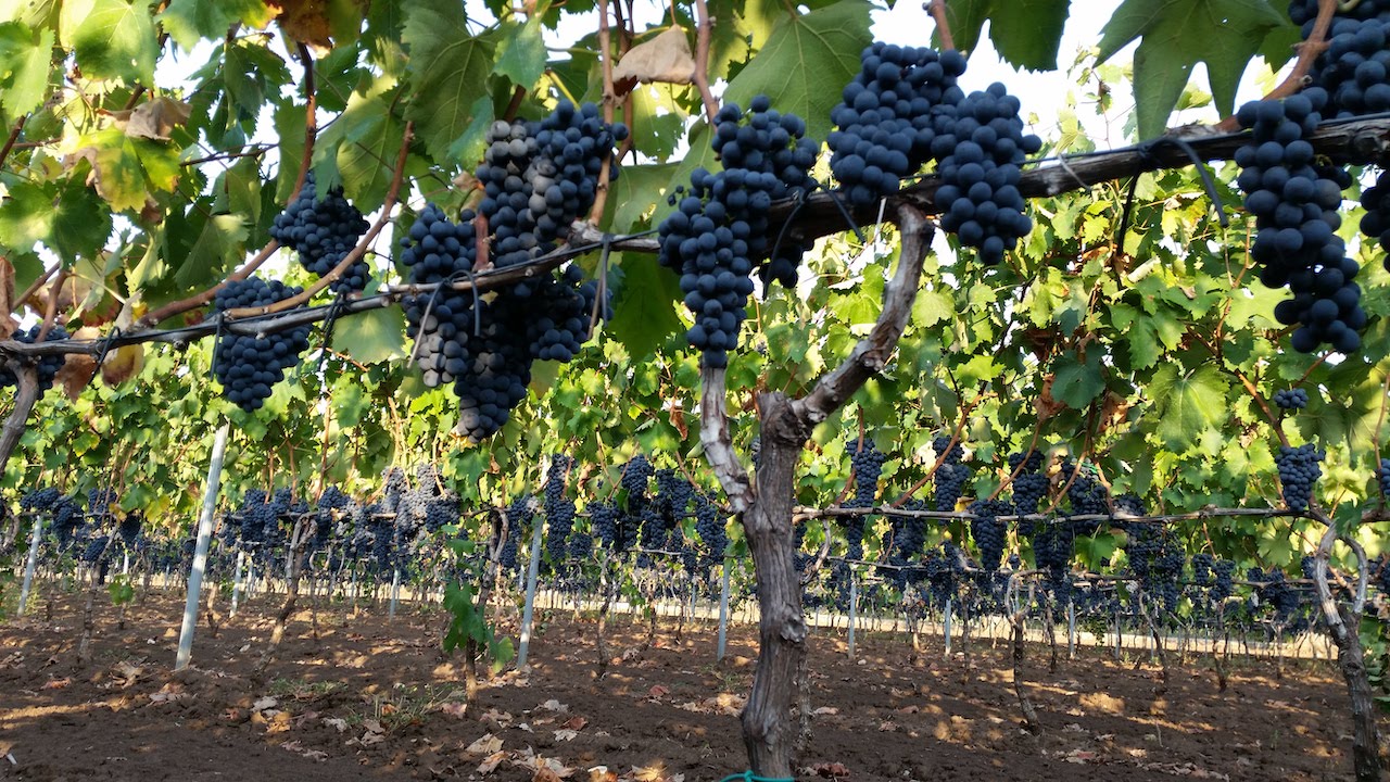 San Donaci Duca del Salento Salice Salentino Riserva