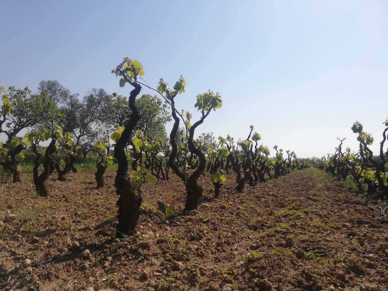Cantine San Donaci
