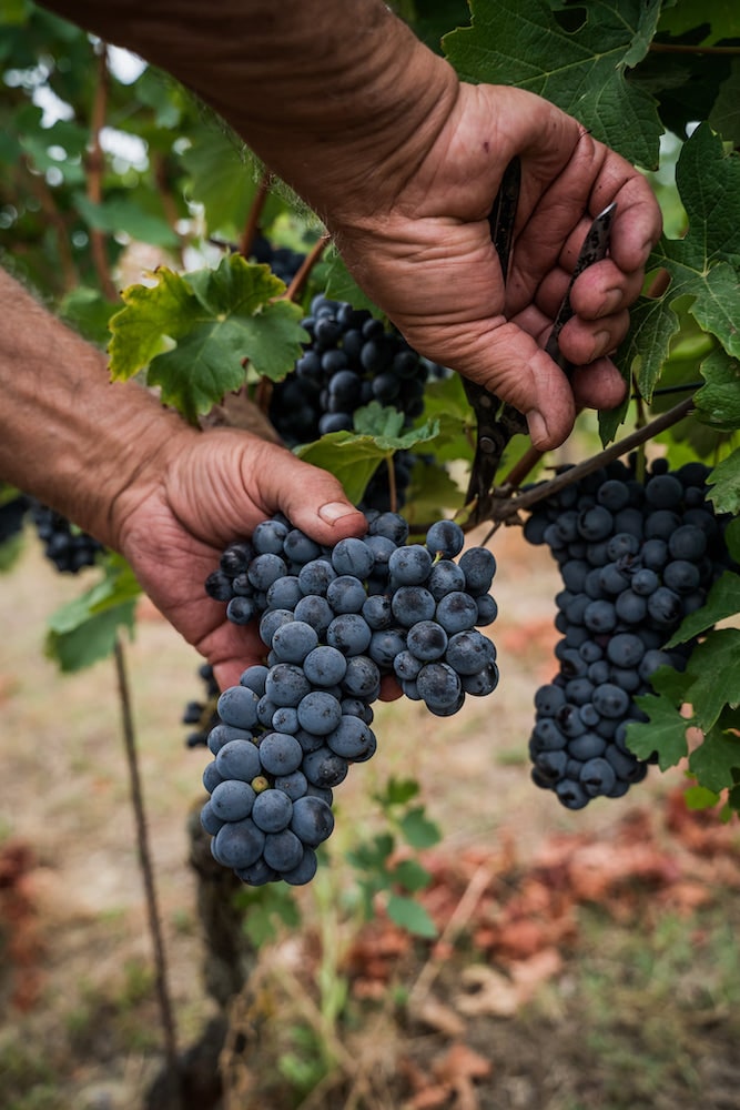 Vite Colte Barbera d'Asti Superiore La Luna e i Falo