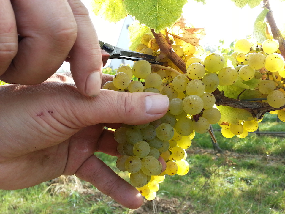 Richard Östreicher Chardonnay Rossbach 2022 BIO