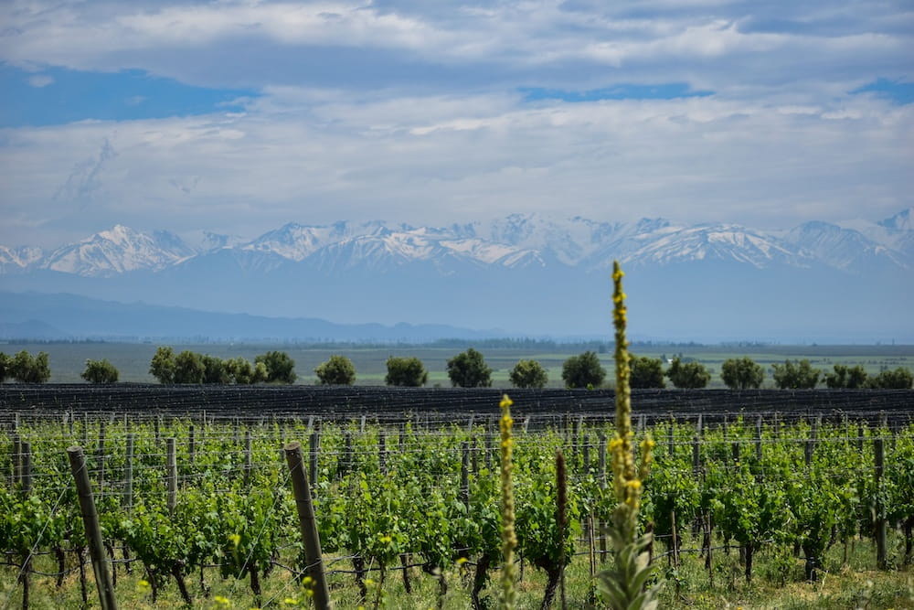 Mendoza.jpg