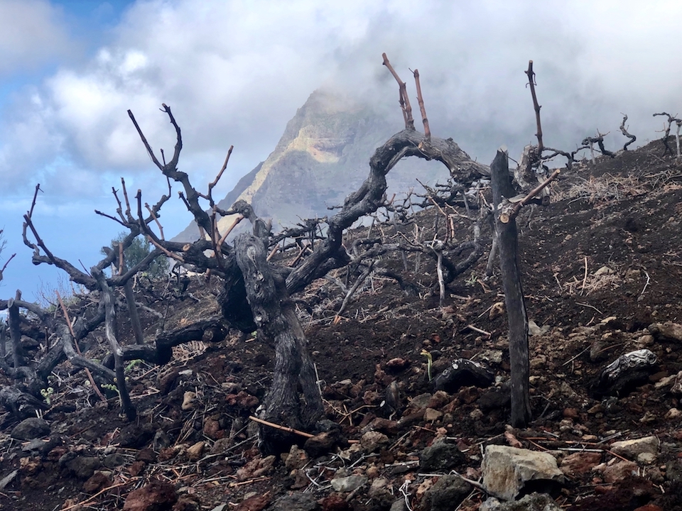 Bimbache John Stone El Hierro blanco 2022