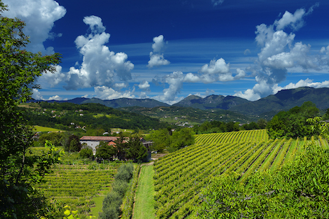Le Manzane Prosecco Conegliano Valdobbiadene Superiore brut Spumante DOCG