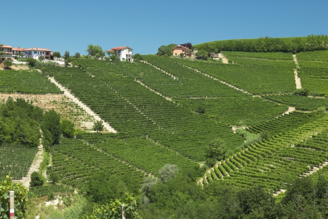Massolino Barbera d' Alba 2023