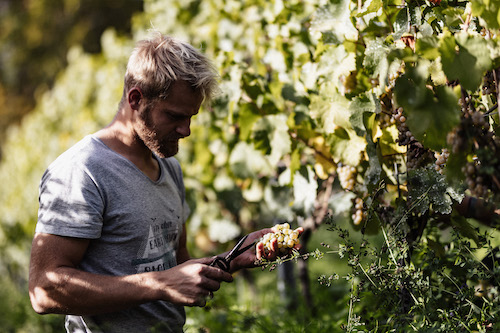 Frank John Riesling Brut 50 BIO