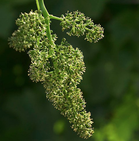 Cayuse Impulsivo Tempranillo 2019