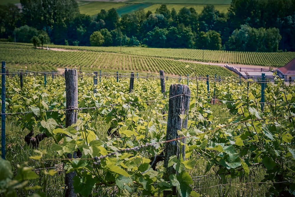 Petit Clergeot Champagne Parcelle Chevry Cuvée Cuve V21 Pinot Noir