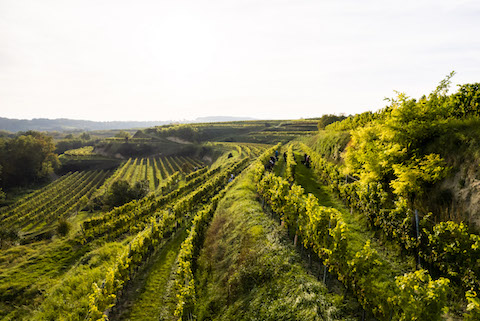 Josef Dockner Grüner Veltliner Göttweiger Berg