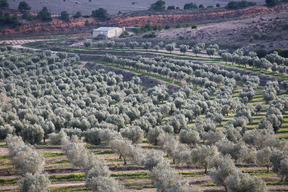Deortegas Hojiblanca Olivenöl Extra Virgen BIO