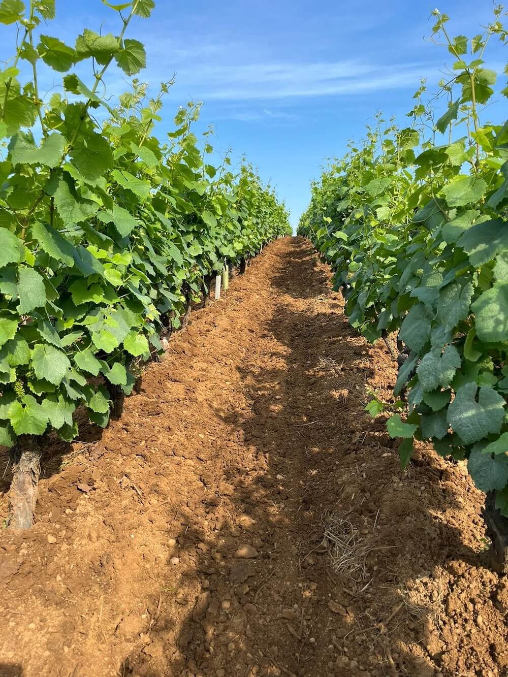 Domaine Bretaudeau Gabbro Clos des Bouquinardières Muscadet 2023 BIO