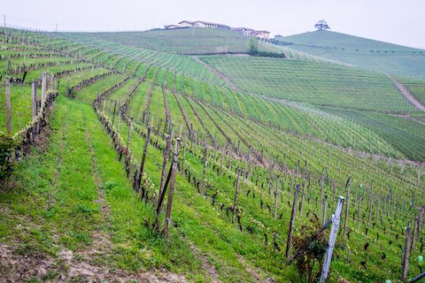 Fratelli Revello Barolo Cerretta 2020 DOCG