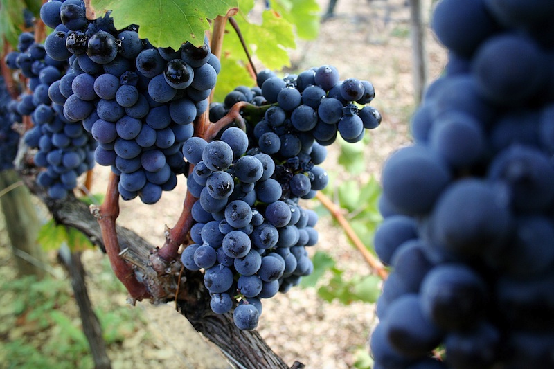 Primitivo